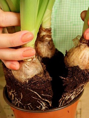 Аккуратно вытаскиваем луковицы из пластикового кашпо вместе с корнями, стараясь не повредить их.
