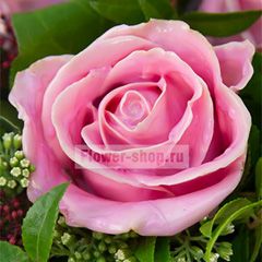 Роза Вакс розовая