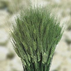 Тритикум (пшеница)