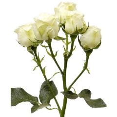 Роза кустовая белая