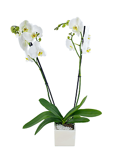 Орхидея Фаленопсис в керамическом кашпо