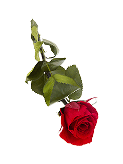 Стабилизированная роза красная, 25 см