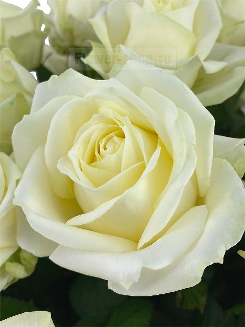 101 белая роза в корзине