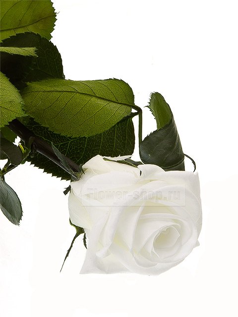 Стабилизированная роза белая, 25 см