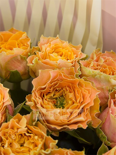 Букет из 19 персиковых пионовидных роз