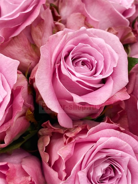 Букет из роз в шляпной коробке «Жемчужные бусы»