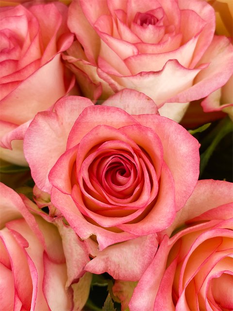 Букет из 9 роз Джумилия