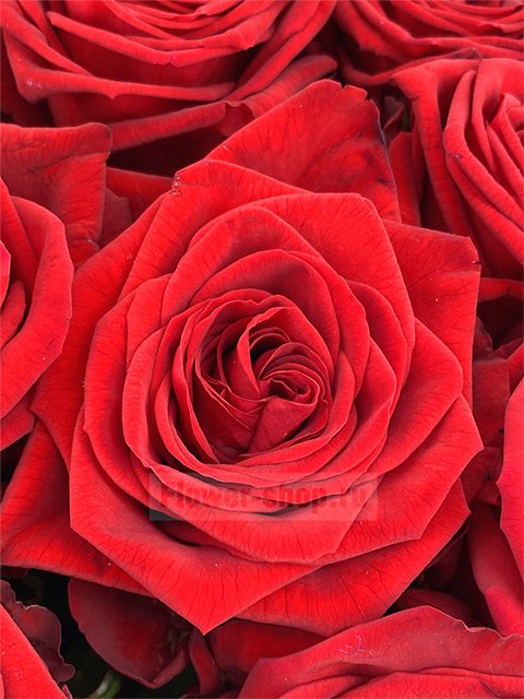 Букет из роз «Красный бархат»