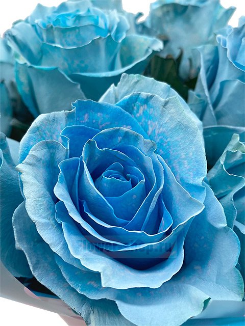 Букет из роз «Голубой топаз»