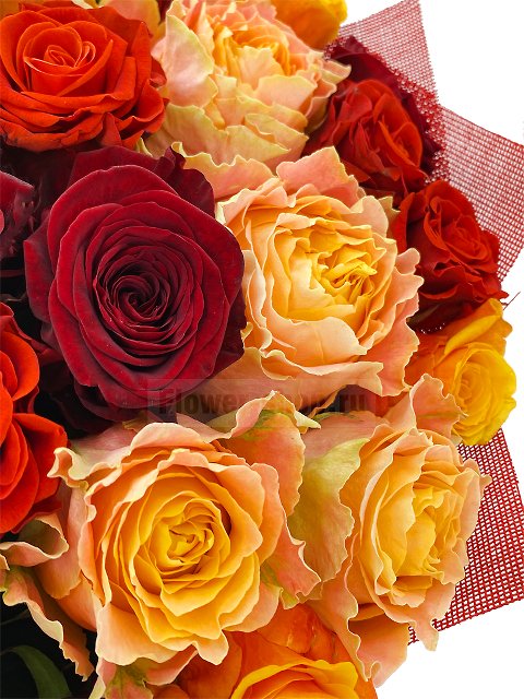 Букет из 51 розы «Бангалор»