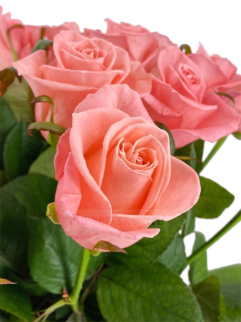 Букет из 25 высоких роз Карина