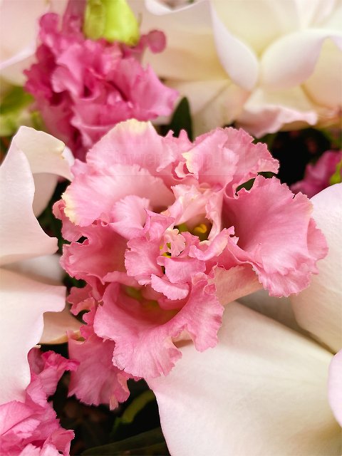 Букет из пушистых роз «Розовый бисквит»