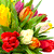 Тюльпаны - яркие пятна осенней палитры