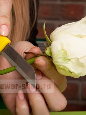 Возьмите розу и срежьте стебель, оставив ниже бутона только 4-5 см. Оберните ножку розы сначала ватой, смоченной в воде, а после — небольшим кусочком фольги.
