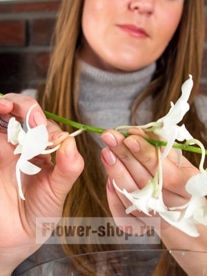 аккуратно отсоединяем каждый цветок орхидеи от ветки