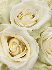 Белые розы в шляпных коробках