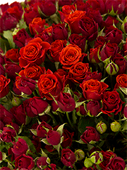 Большие букеты из красных роз