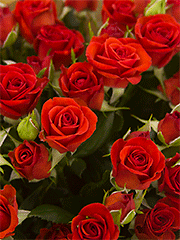 Букеты из 15 красных роз