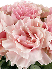 Букеты из 15 роз