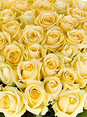 Букеты из 501 розы