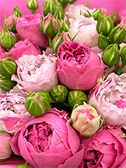 Букеты из 7 кустовых роз