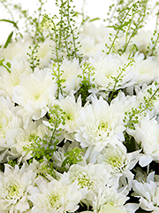 Букеты из белых хризантем