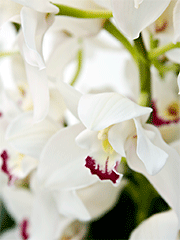 Букеты из белых орхидей
