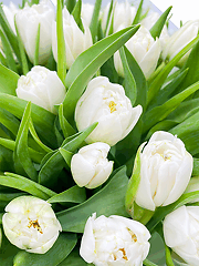 Букеты из белых тюльпанов