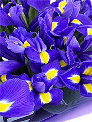 Букеты из фиолетовых ирисов