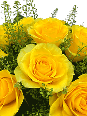Букеты из желтых роз Акуна Матата