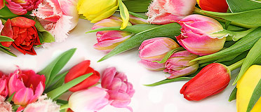 Яркие и нежные весенние тюльпаны