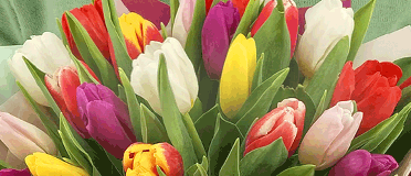 Яркие и нежные весенние тюльпаны