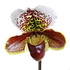 Орхидея Циприпедиум