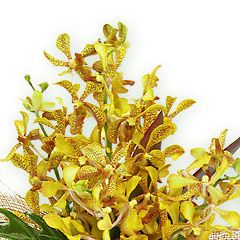 Орхидея Аранда