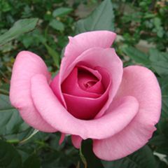Роза садовая Перпл Фрагрансия