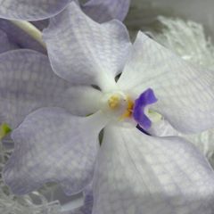 Орхидея Ванда Лайт Блю