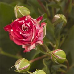 Роза кустовая Фаерворкс