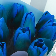 Тюльпан Синий