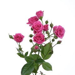 Роза кустовая Лавли Лидия
