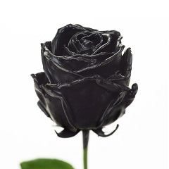 Роза Восковая черная