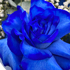 Роза синяя Флаффи