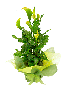 Растение «Калла в подарочной упаковке»
