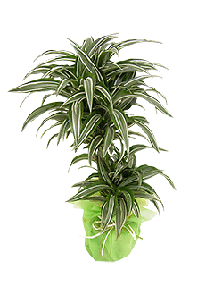 Растение «Драцена Сюрприз в подарочной упаковке»
