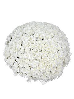 Букет из 151 белой хризантемы