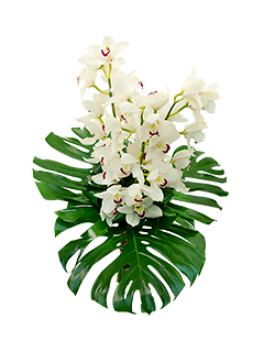Букет из белых орхидей «Борнео»