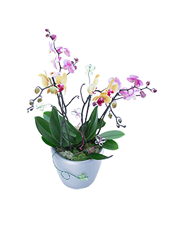 Композиция из комнатных растений «Нежные орхидеи»