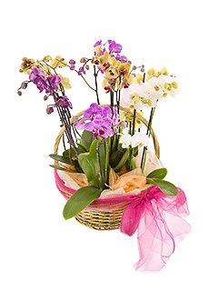 Корзина с комнатными растениями «Орхидеи в корзине»
