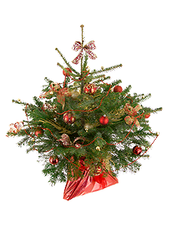 Живая наряженная елка в новогоднем оформлении №3 (класс Премиум)