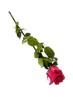 Стабилизированная роза розовая, 53 см