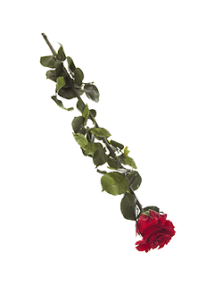 Стабилизированная роза красная, 53 см